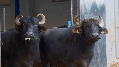 Türkiye’nin yeni manda ırkı Murana süt verimi ile dikkat çekiyor