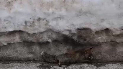 Uludağ’da tilkiye çarpan otomobil sürücüsü yaralı halde bırakıp kaçtı