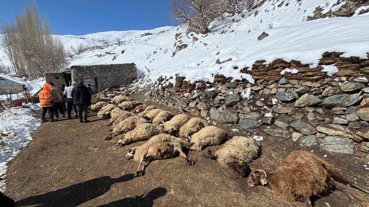 Van’da ahırda feci yangın: 67 küçükbaş hayvan telef oldu