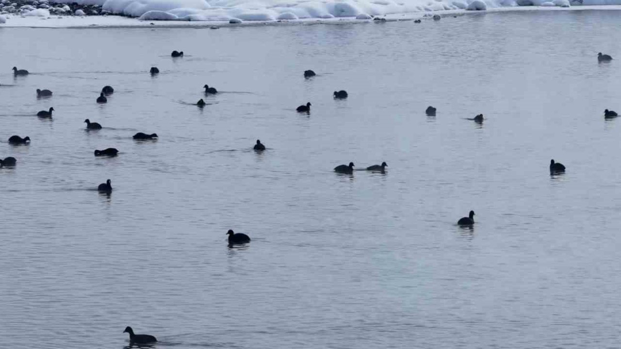 Van’da Kaz Gölü kuşların mekanı oldu