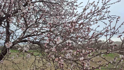 Yalancı bahara aldanan ağaçlar erkenden çiçek açtı