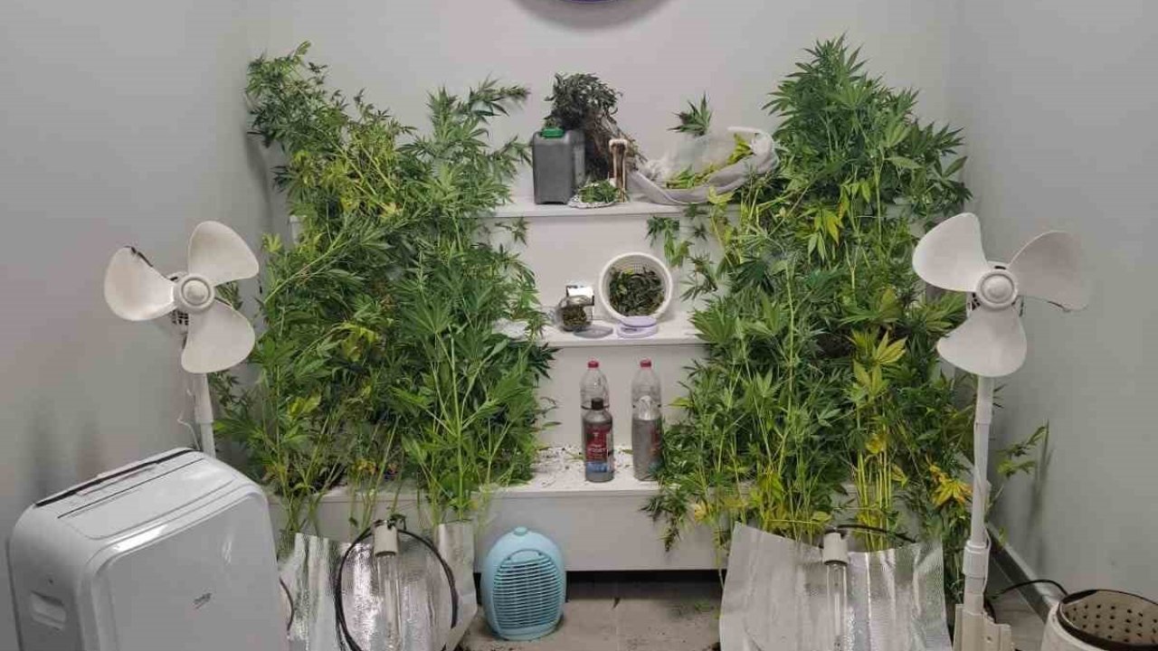 Yalova’da saklandığı evde uyuşturucu yetiştiren hükümlü yakalandı