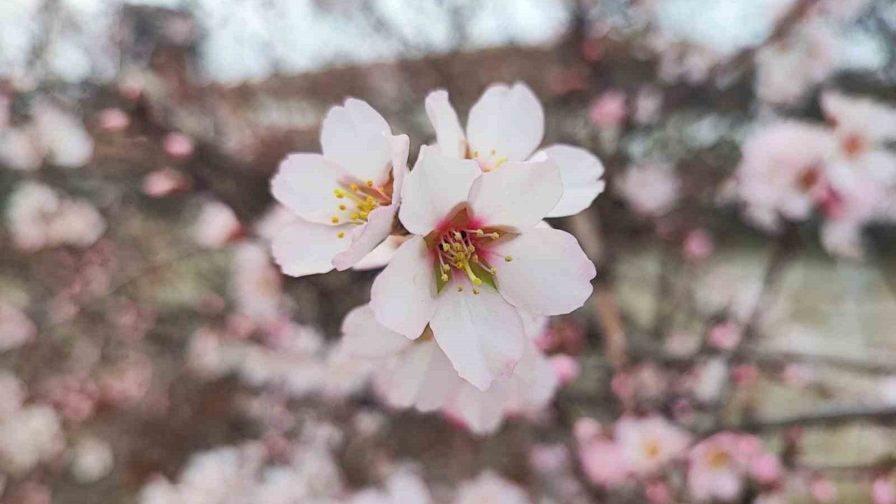 Yozgat’ta mart ayında bahar tablosu