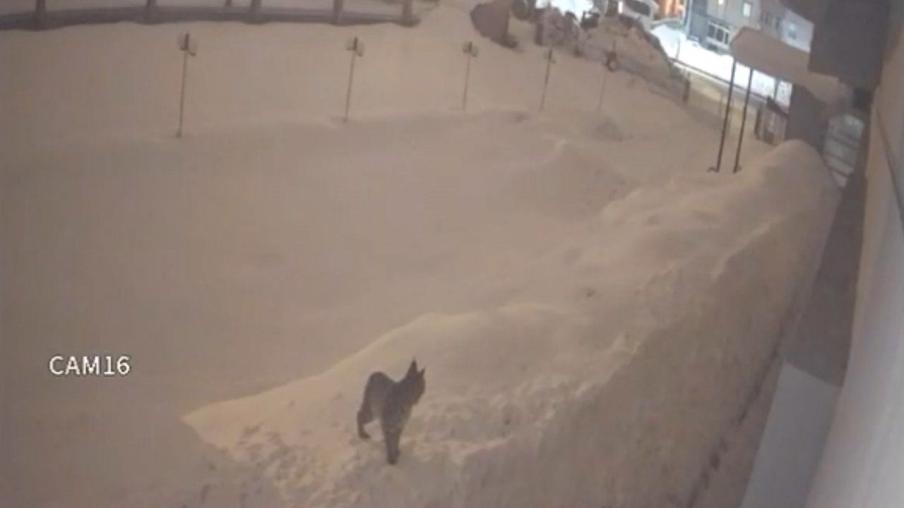 Yüksekova şehir merkezinde vaşak görüntülendi