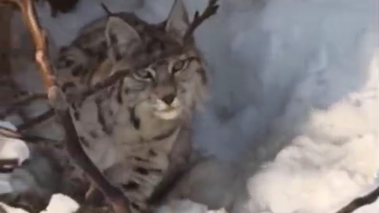 Yüksekova’da yerleşim alanına inen vaşak görüntülendi