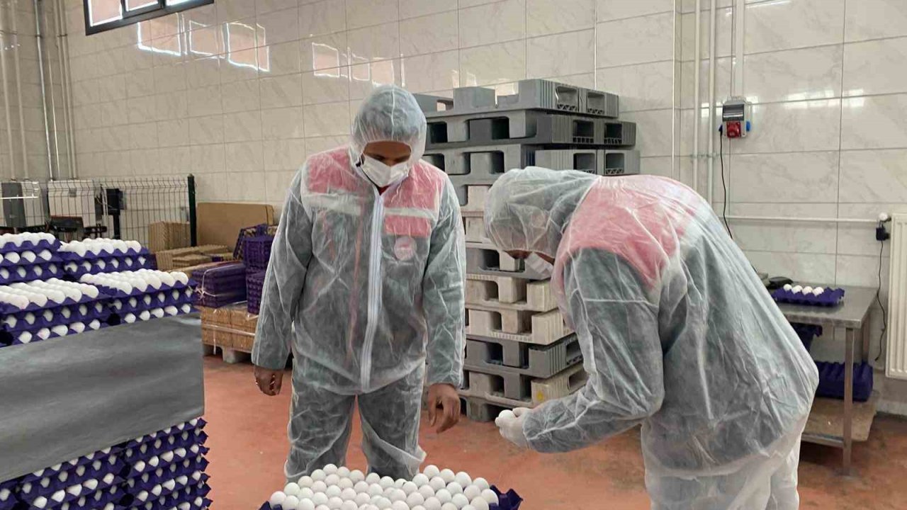 Yumurta paketlemesi yapan işletmelere yönelik denetim