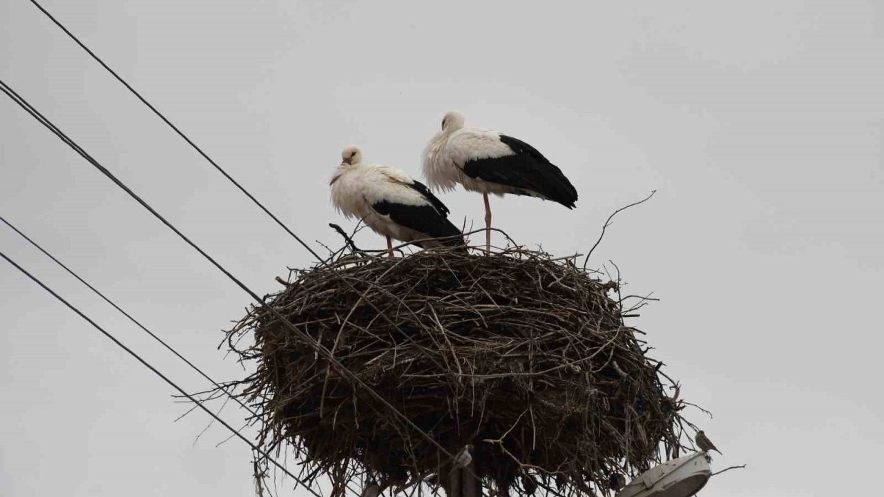Yuvalarına dönen leylekler Yozgat’ta baharı müjdeledi