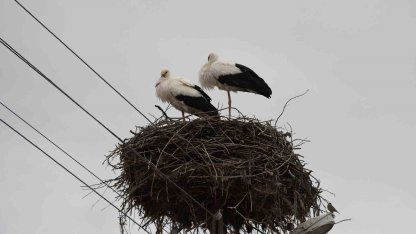 Yuvalarına dönen leylekler Yozgat’ta baharı müjdeledi