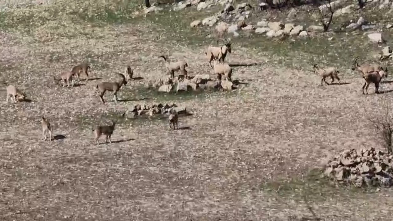 Zarar vermenin cezası 940 bin lira: Diyarbakır’da sürü halinde görüntülendi