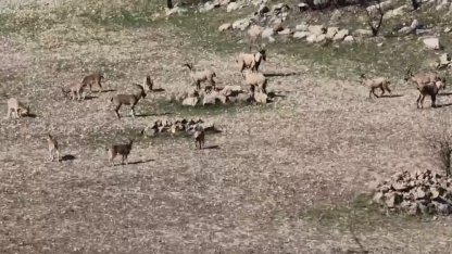 Zarar vermenin cezası 940 bin lira: Diyarbakır’da sürü halinde görüntülendi