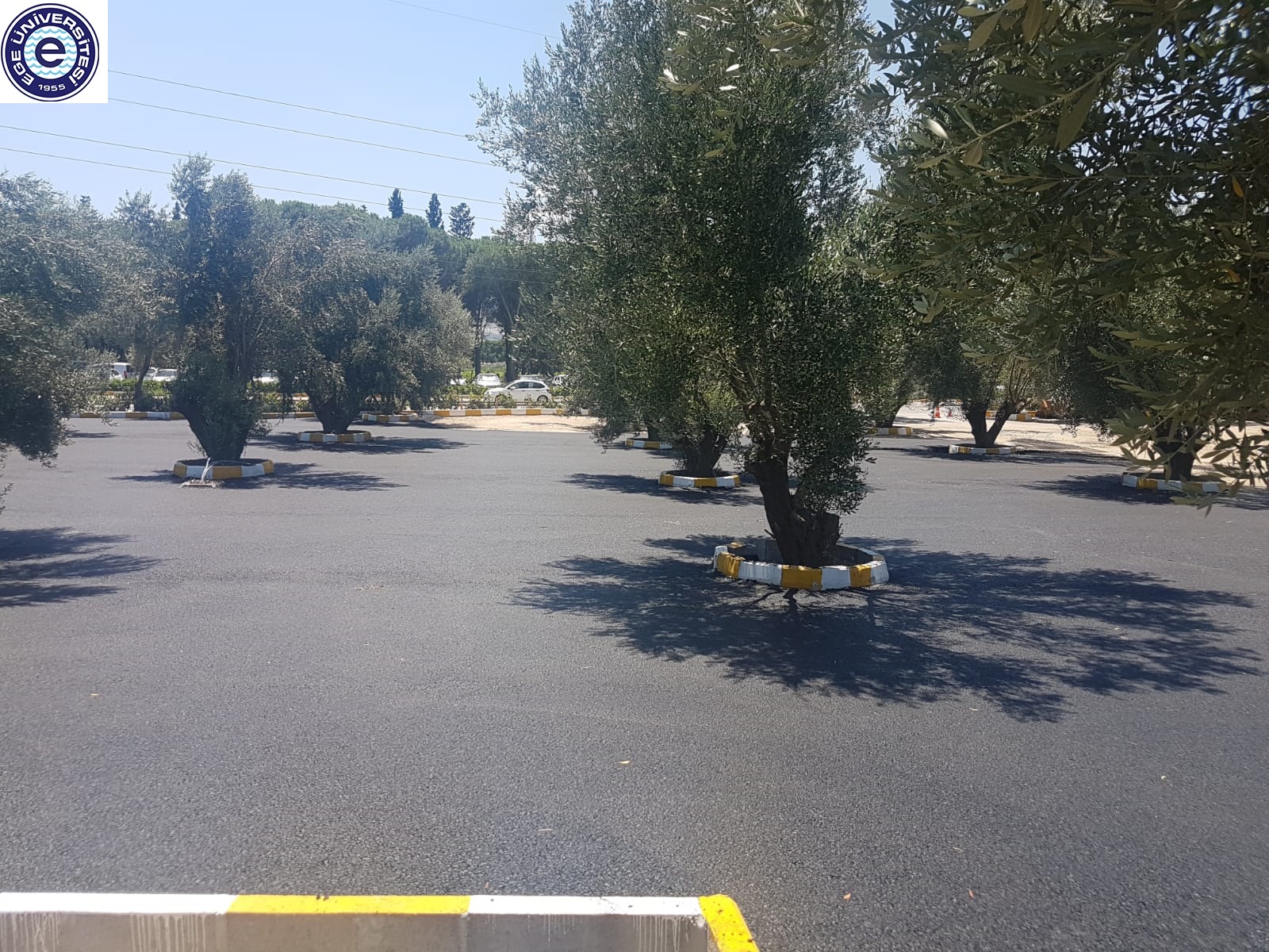 Ziraat Mühendisleri Odası Zeytin Katliamına Sessiz Kalmadı