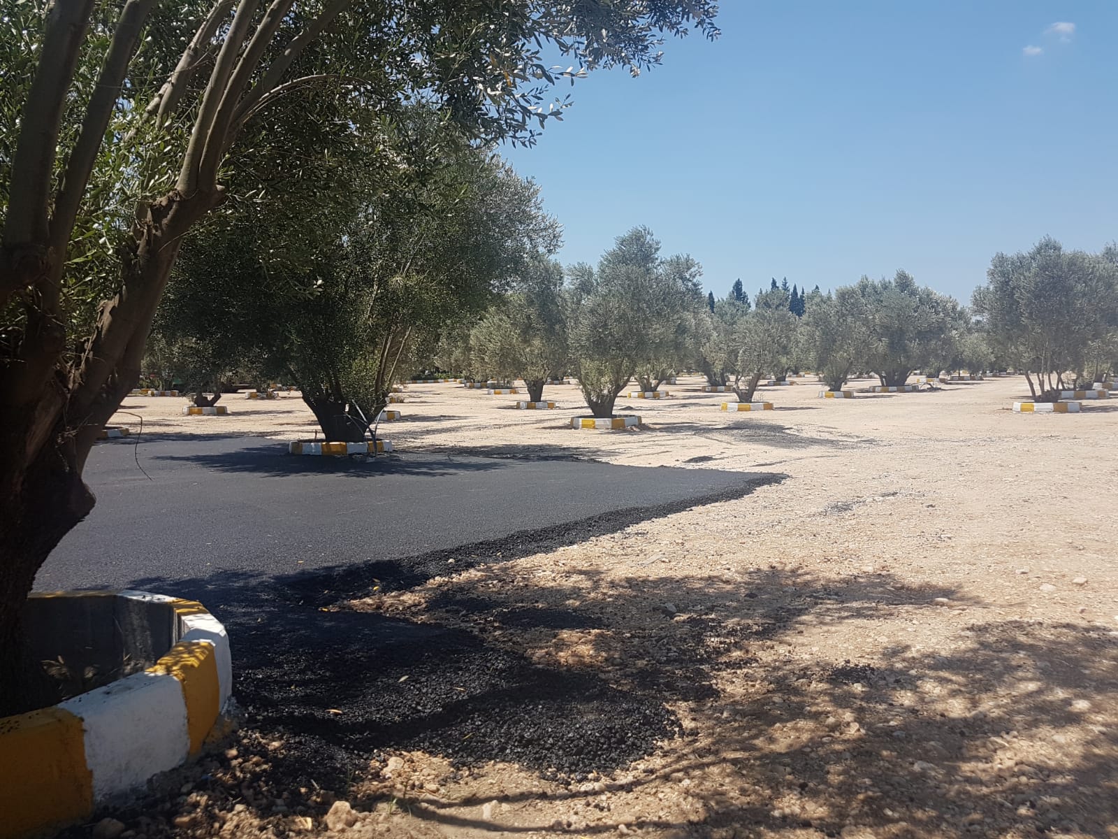 Ziraat Mühendisleri Odası Zeytin Katliamına Sessiz Kalmadı