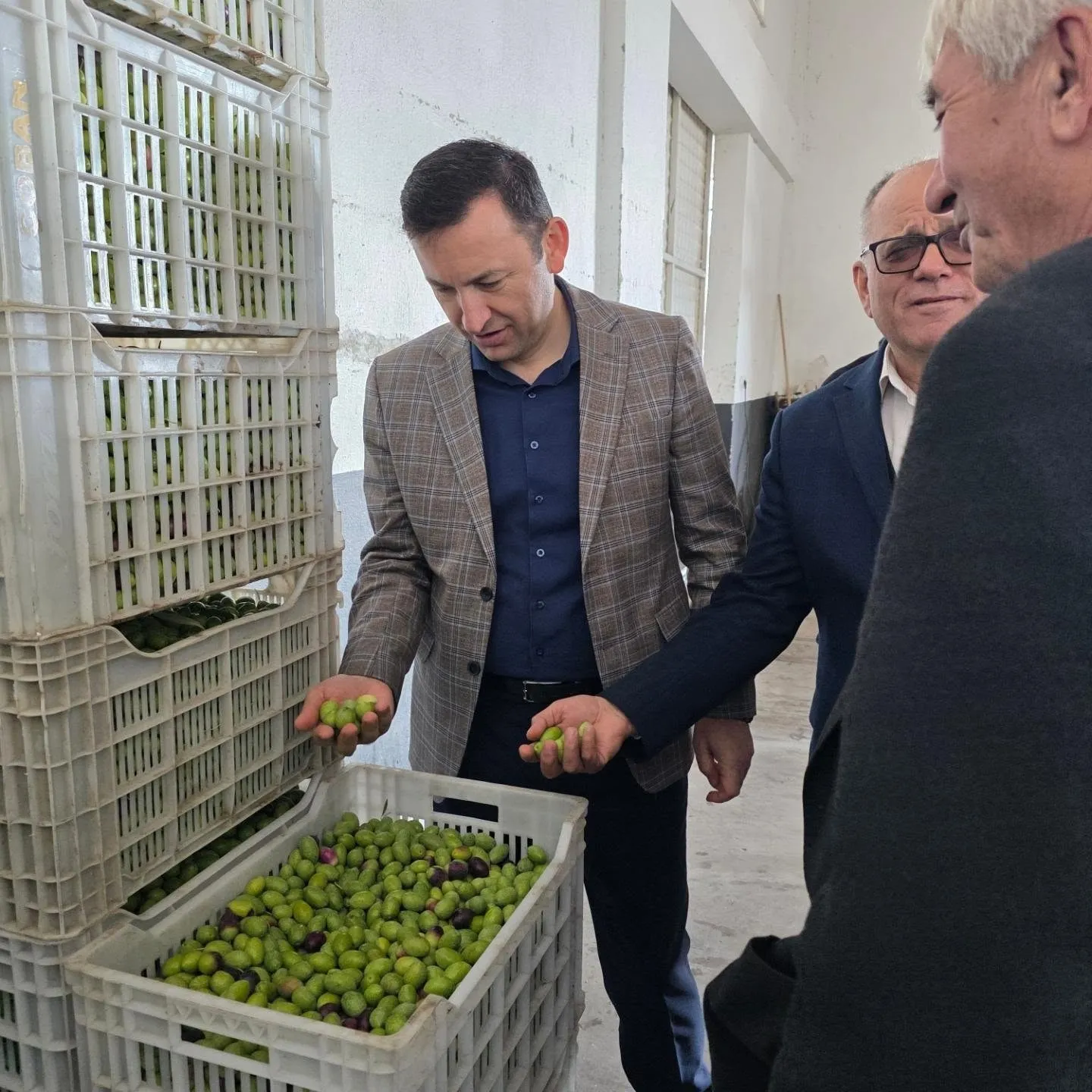 Kuyucak’ta zeytin bereketi: Kaymakam Gülderen üreticinin yanında