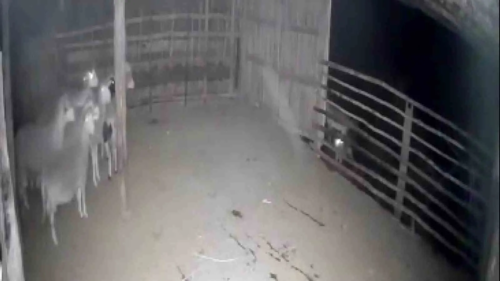 Denizli'de gece yarısı korku dolu anlar: Ağılın kapısına dayanan kurtlar kamerada