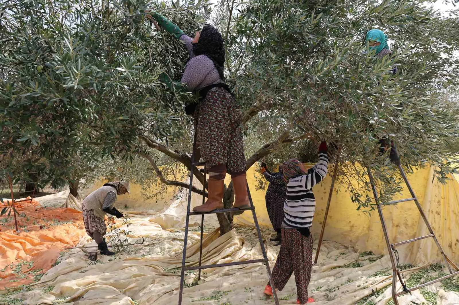 Zeytin bahçelerinde kadın eli devri: Aydın’da hasat mesaisi başladı