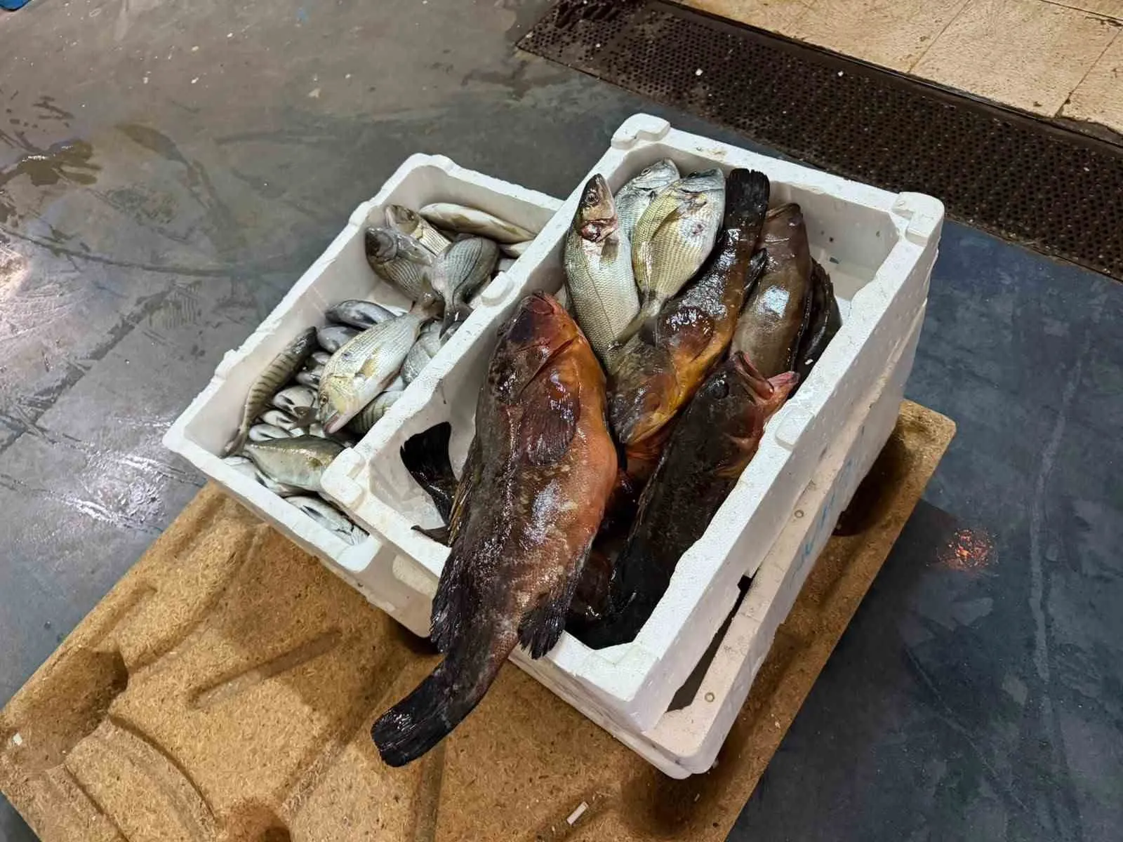 Buca'da kaçak avcılığa ağır darbe: 45 kilo balık imha edildi