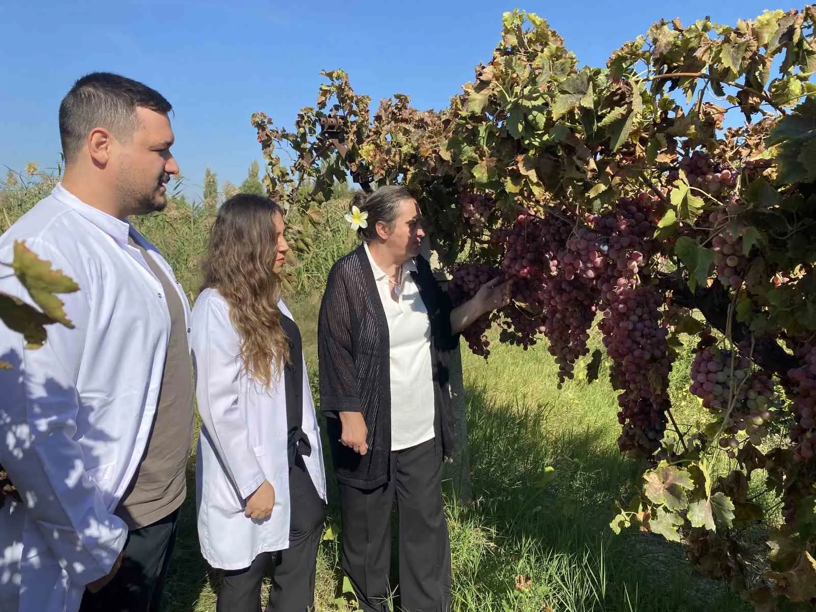 Manisa bağlarında genetik devrim: İki üzüm türünün şifresi çözüldü