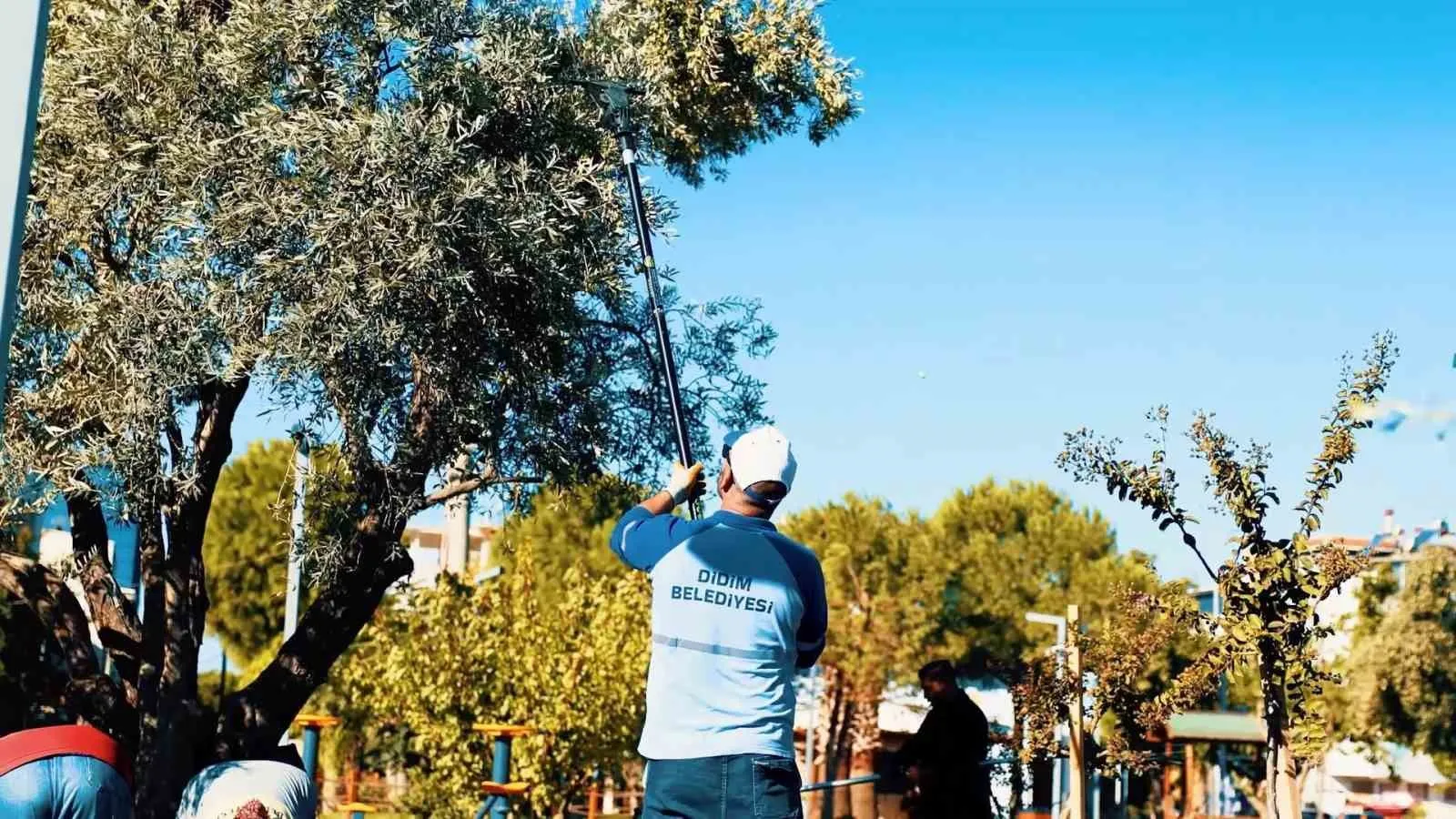 Didim'de hasat vakti: Parklardaki zeytinler belediye eliyle ekonomiye kazandırılıyor