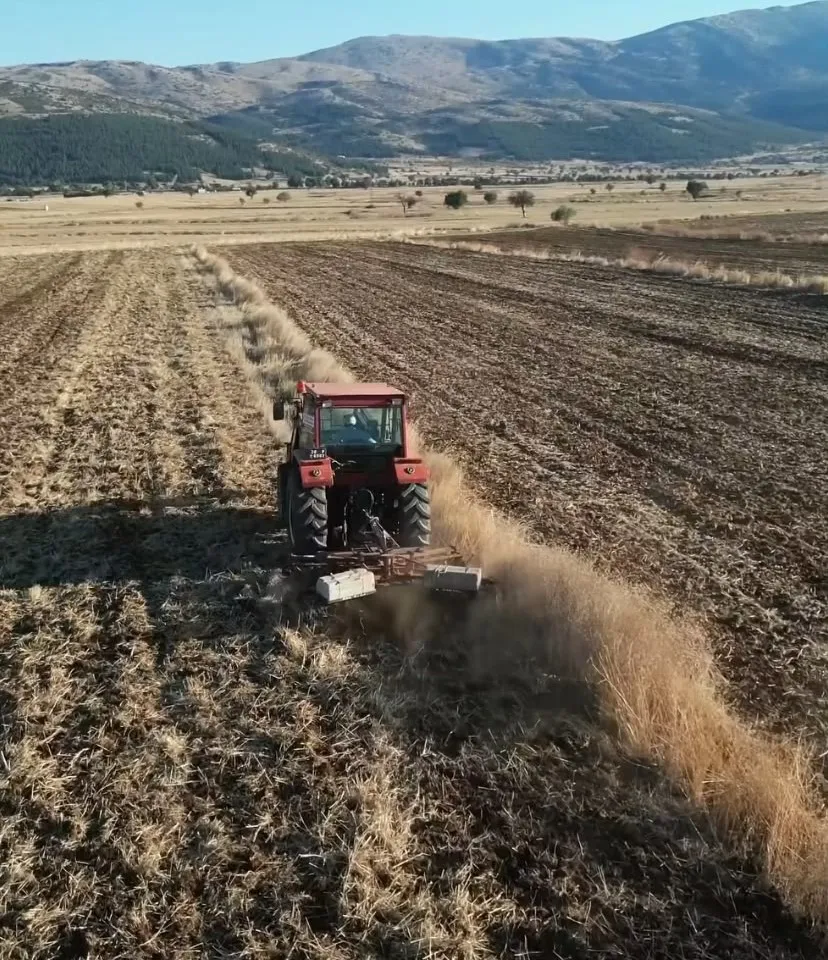 Tavas’ta toprak berekete dönüyor: Belediye hasadı çiftçiye ücretsiz yem yapacak