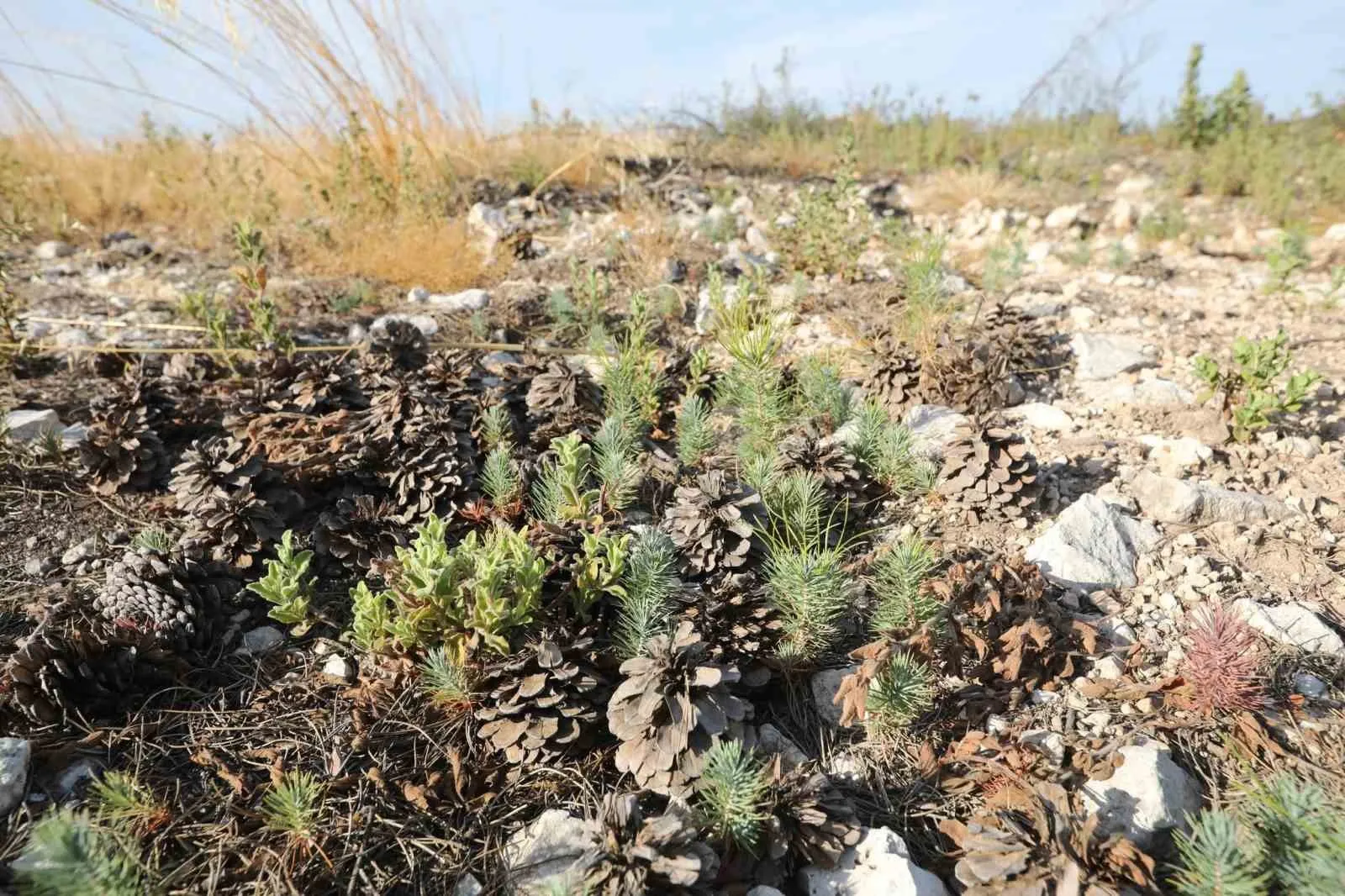 Küllerinden doğacak: Manisa’da ormanlar için geri sayım başladı