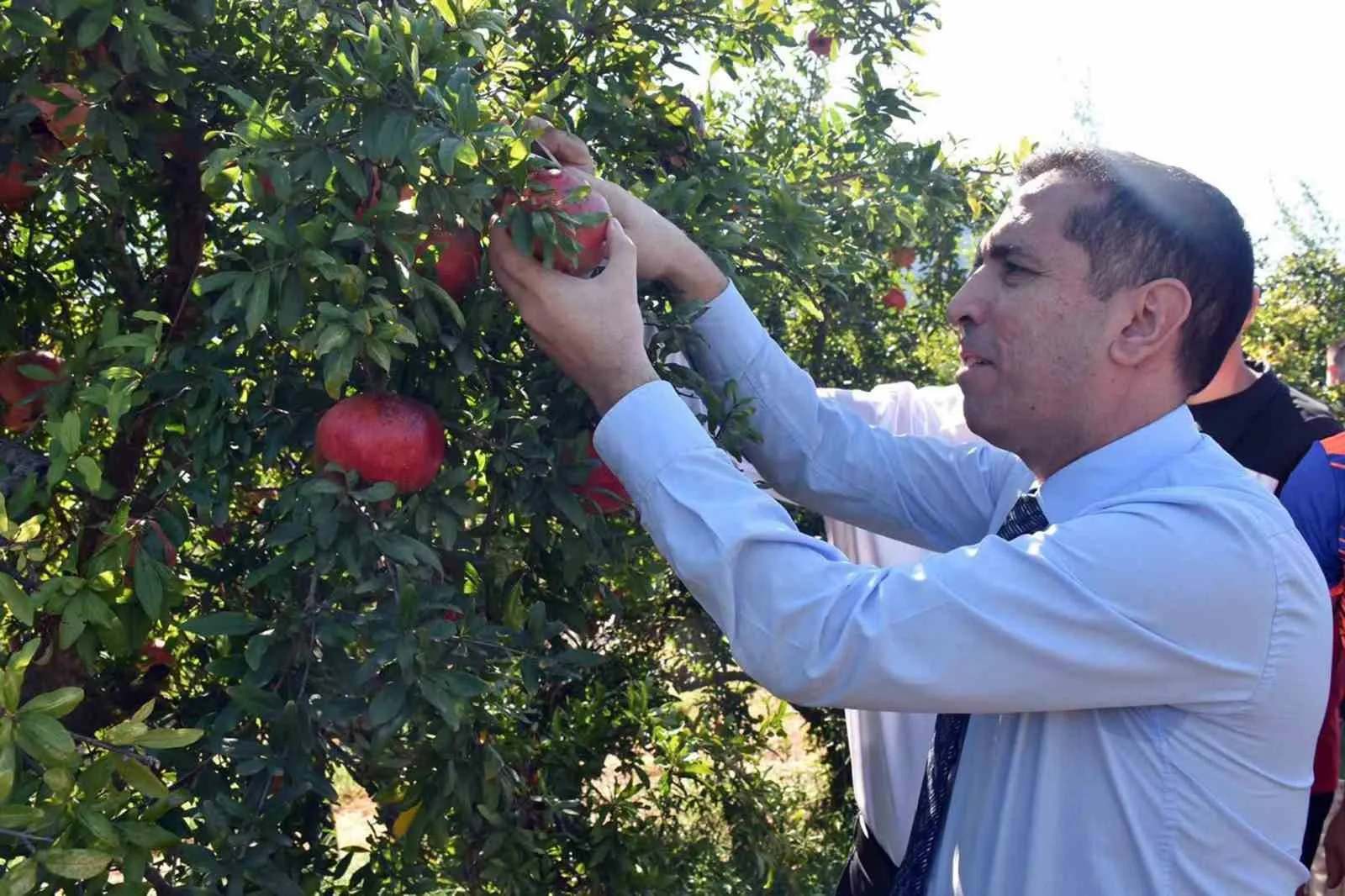 Ortaca'nın bereketli topraklarında nar bereketi: Hasat sezonu başladı