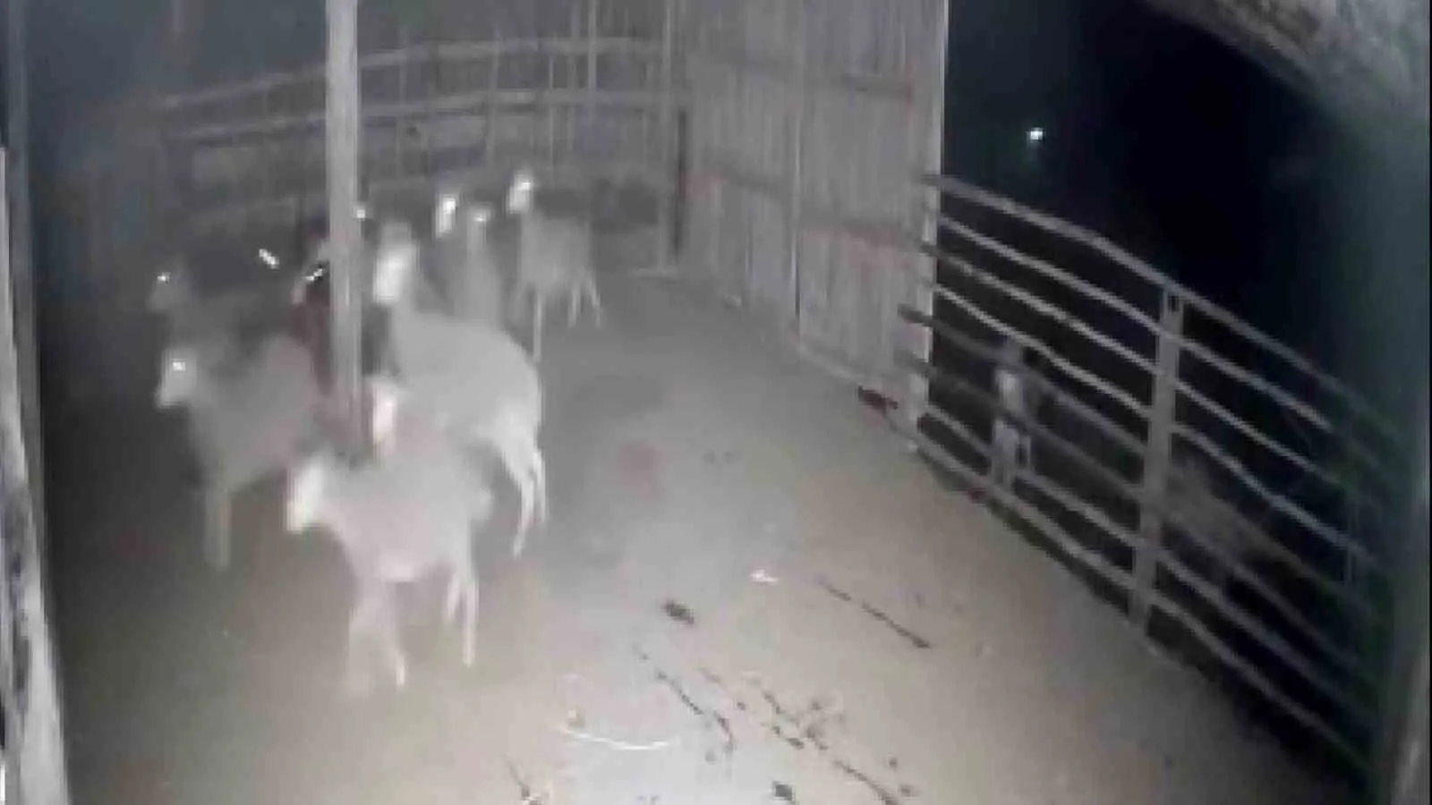 Denizli'de gece yarısı korku dolu anlar: Ağılın kapısına dayanan kurtlar kamerada