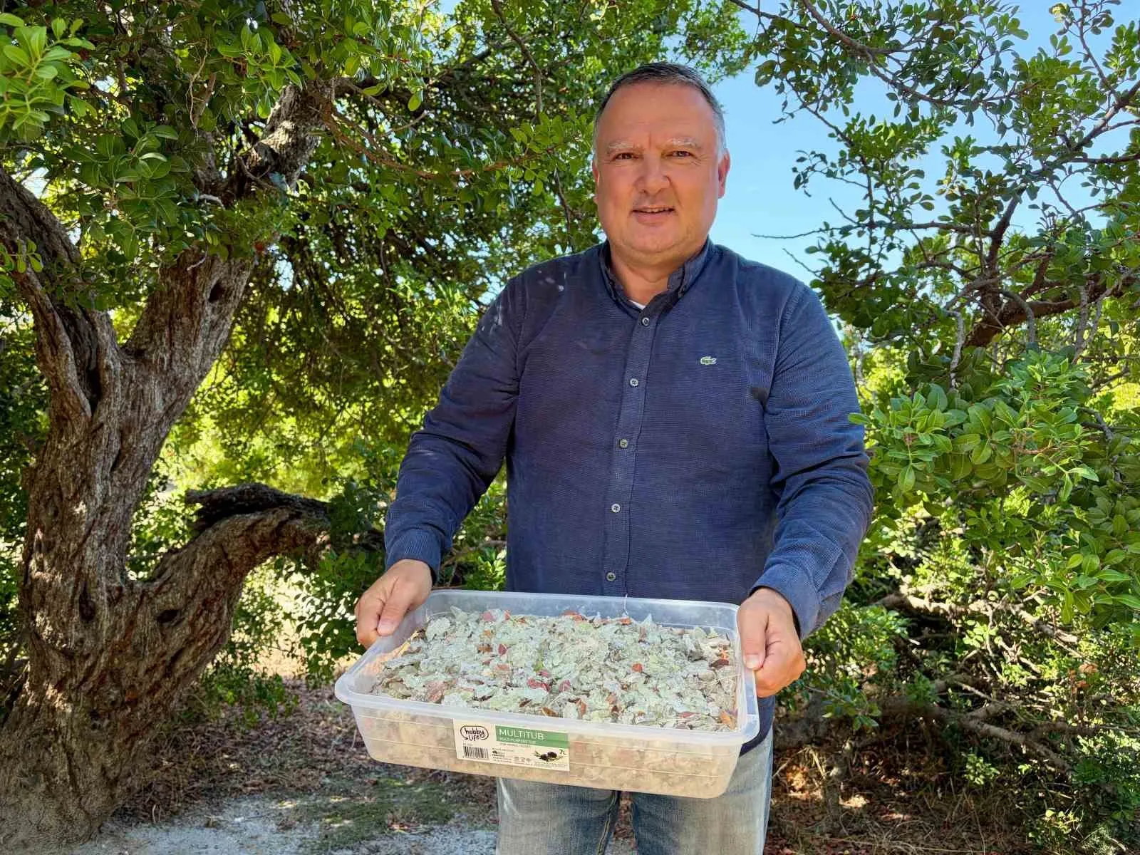Çeşme’nin endemik mucizesi: Damla sakızında hasat bereketi ve yüksek kazanç