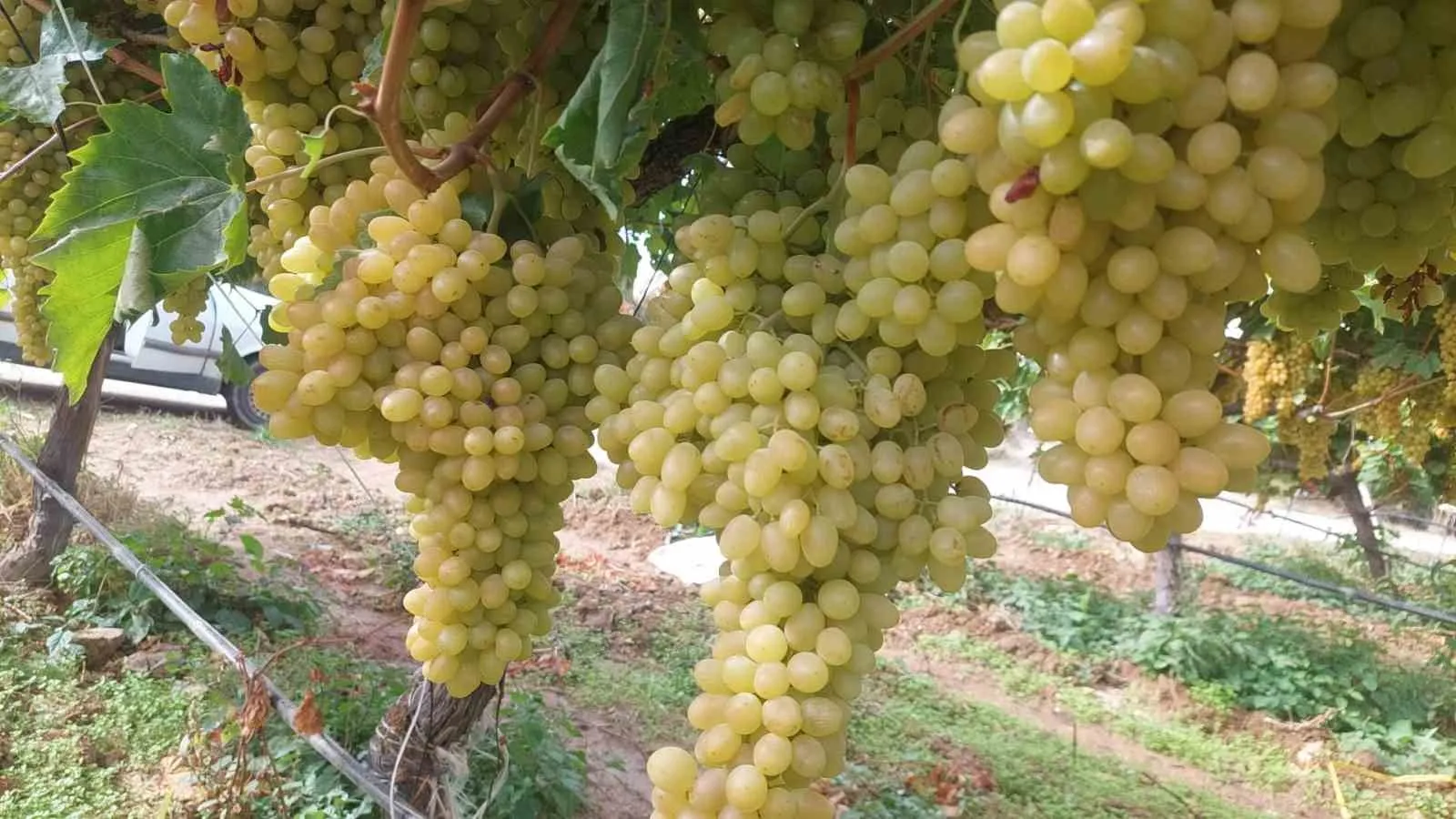 Sarıgöl'de bağlar mahzun: Üretici fiyatların yükselmesini bekliyor