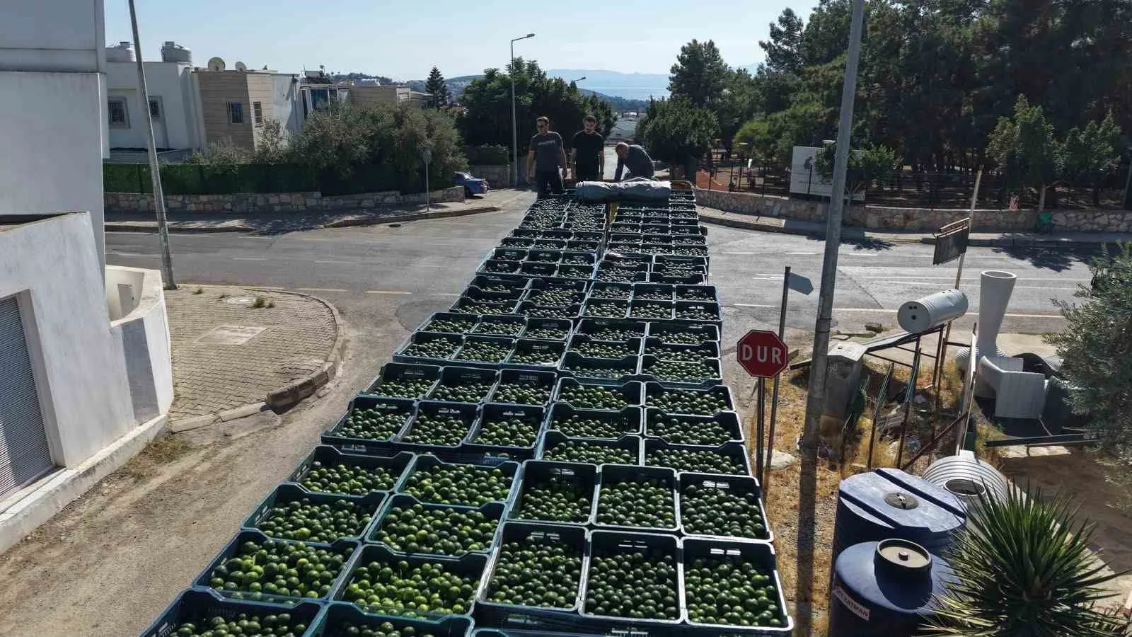 Bodrum mandalininde yeşil devrim: 104 üreticinin ürünü ekonomiye kazandırıldı