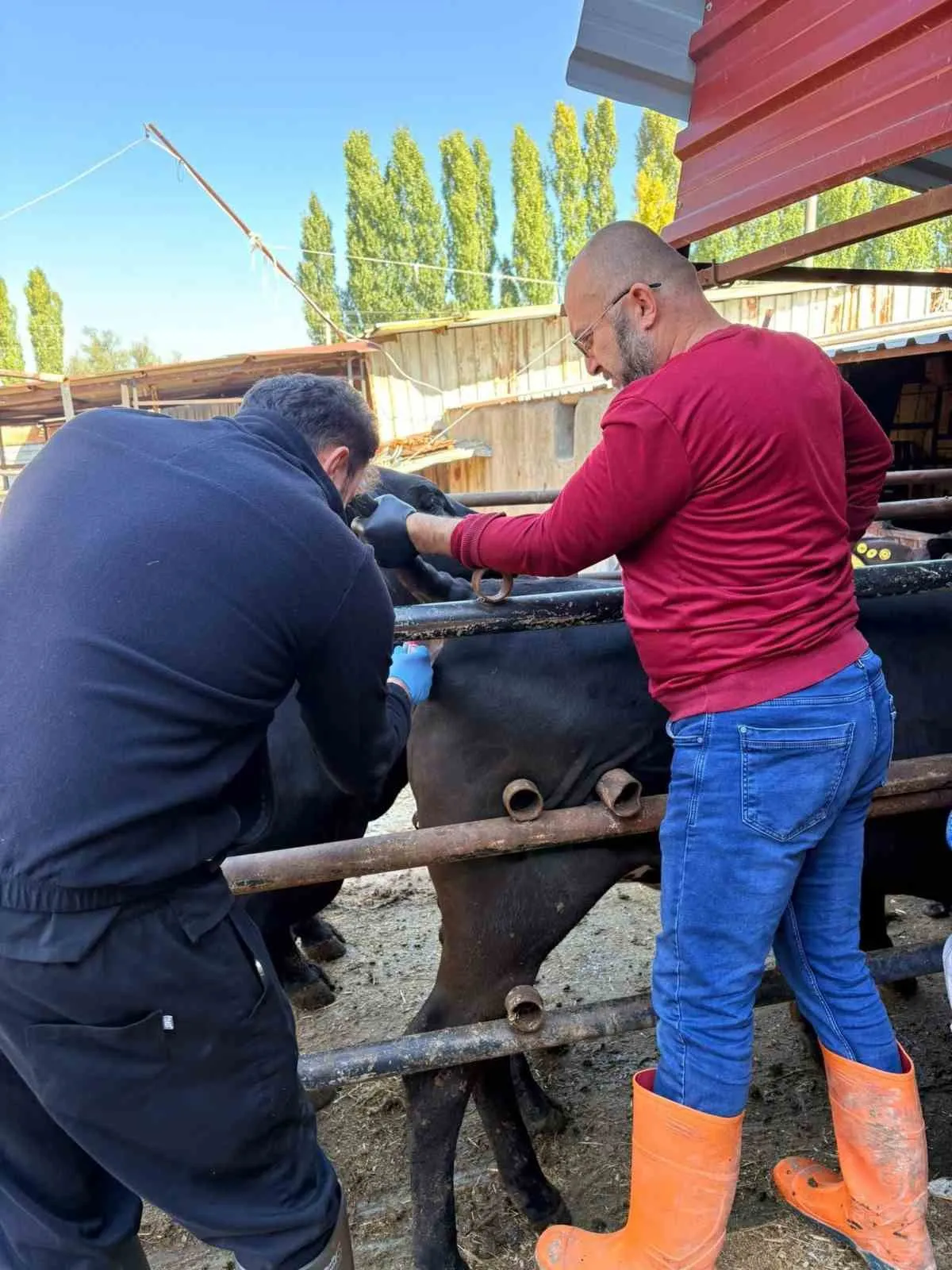 Afyonkarahisar'da hayvancılıkta denetim mesaisi: İthal damızlıklar mercek altında