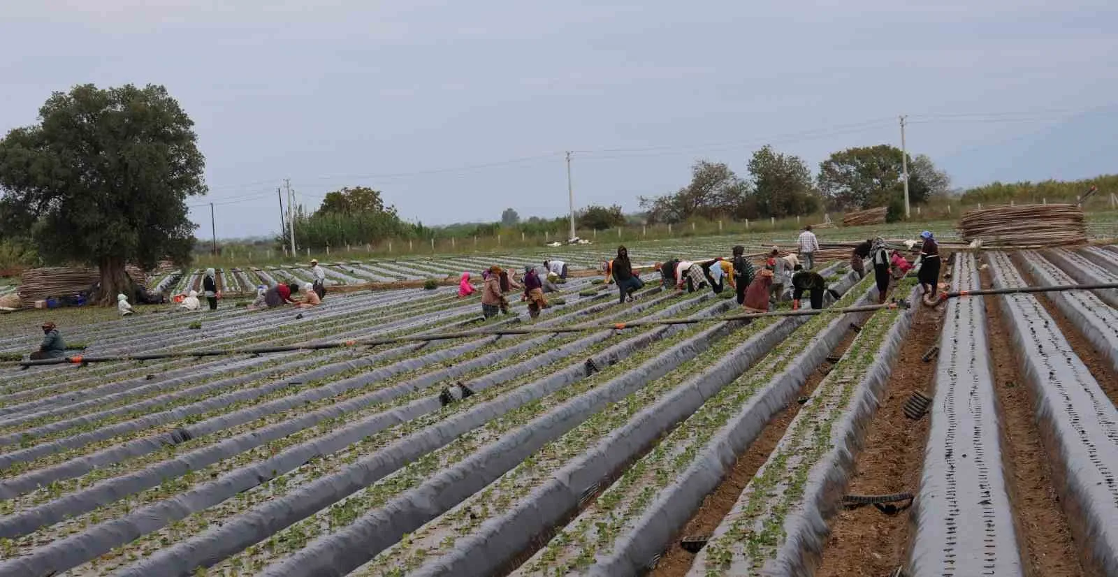 Büyük Menderes Ovası’nda bereket mesaisi: Çilek üreticisi yeni sezon için kolları sıvadı