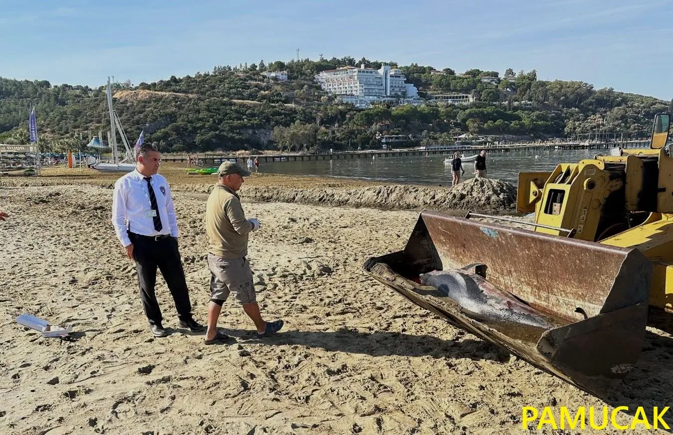 Kuşadası Körfezi'nde alarm zilleri: Yunus ölümleri artışa geçti