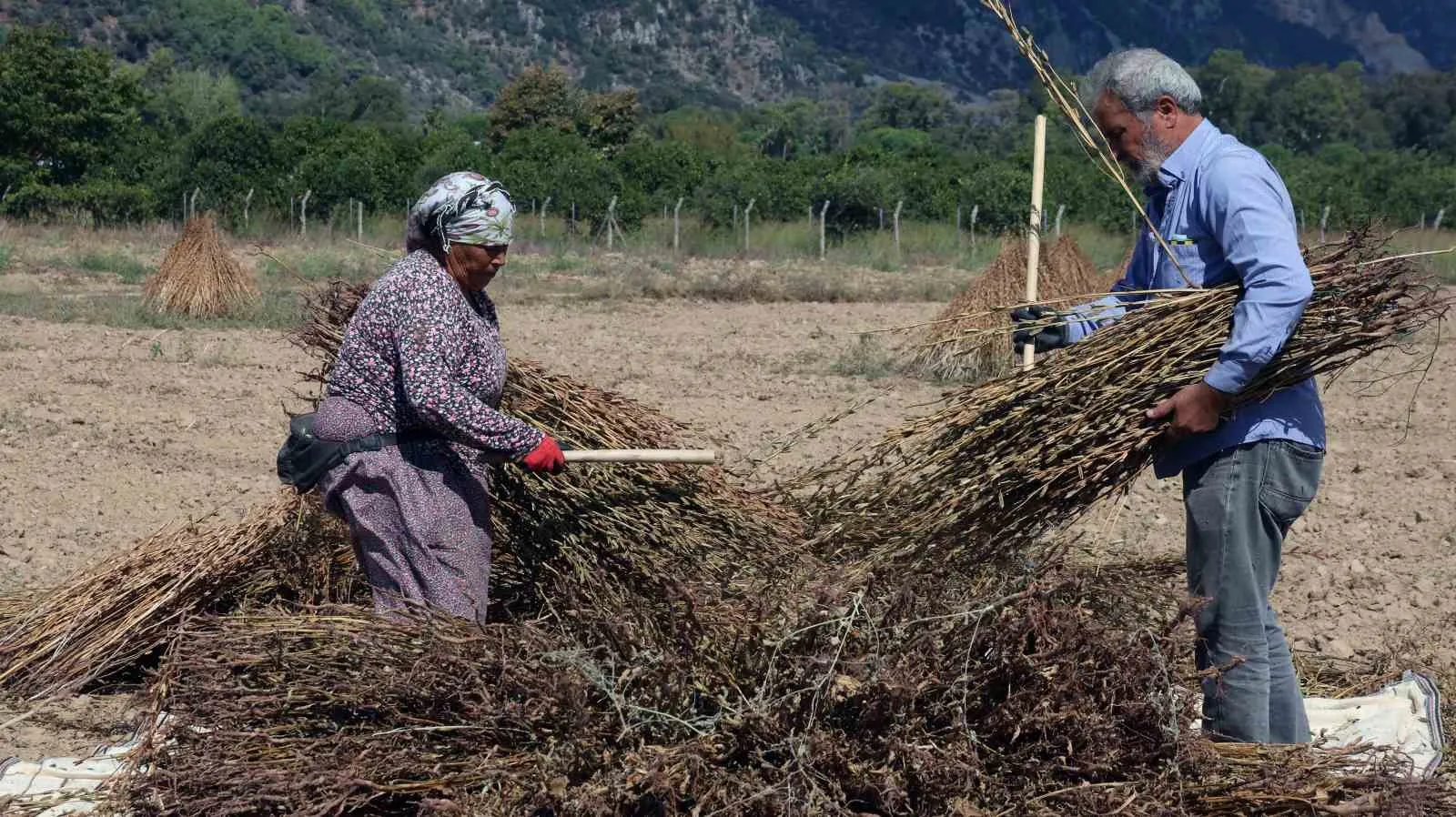 Gökova’nın altın sarısı susamı Japon mutfağının vazgeçilmezi oldu
