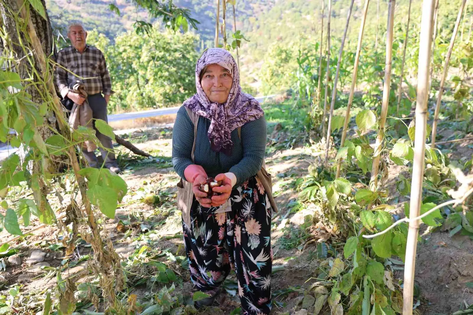 Aydın'da kestane mesaisi: Dolu vurdu, sezon gecikmeli başladı