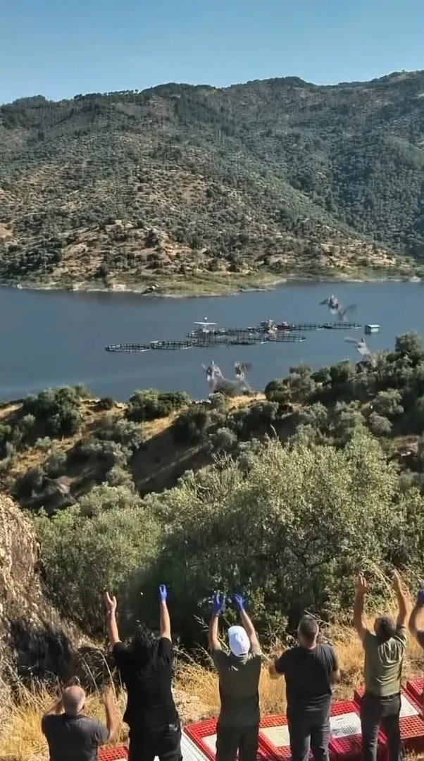 Aydın’ın doğasına yeni misafirler: Kınalı keklikler yaşam alanlarına bırakıldı