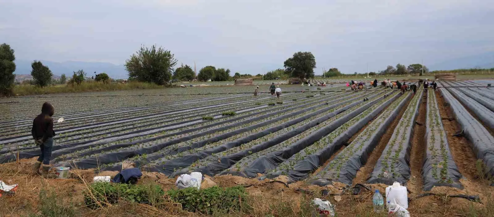Büyük Menderes Ovası’nda bereket mesaisi: Çilek üreticisi yeni sezon için kolları sıvadı