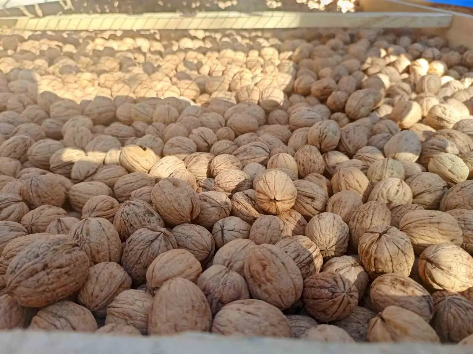 Baklavacıların gözdesi Çivril'de hasat heyecanı: 300 tonluk rekolte beklentisi