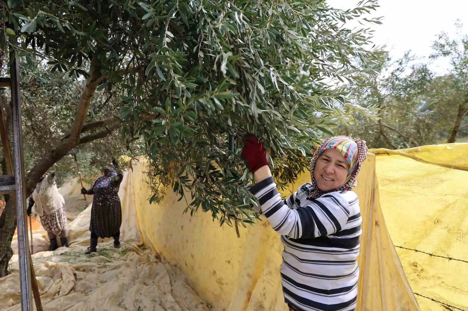 Zeytin bahçelerinde kadın eli devri: Aydın’da hasat mesaisi başladı