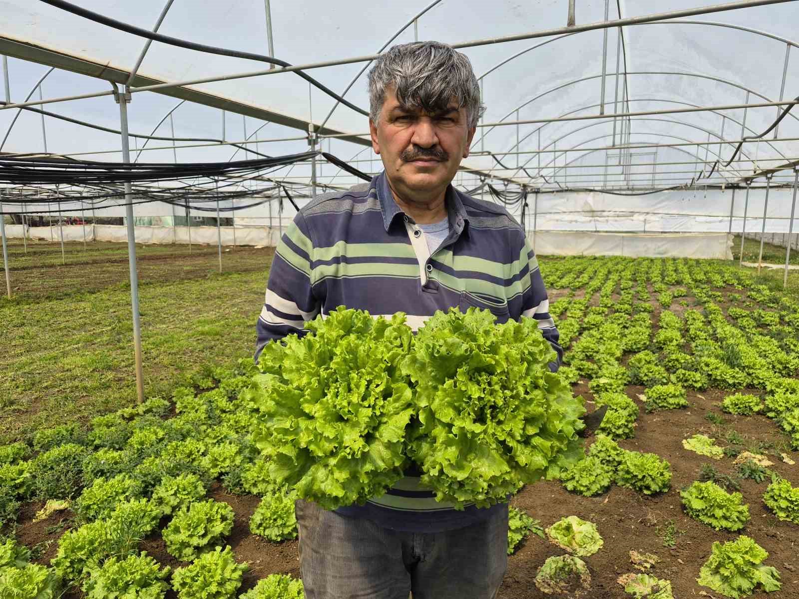 tarlada-ortalama-15-tl-olan-marul-tezgahlarda-100-tlye-satiliyor