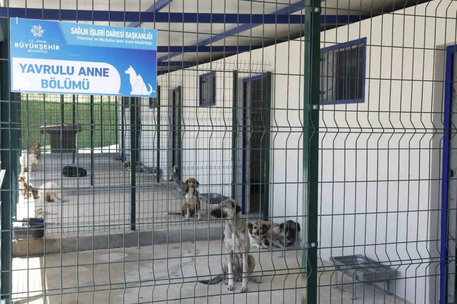 Aydın’da sokak hayvanları için seferberlik: Hedef yıl sonuna kadar tam çözüm