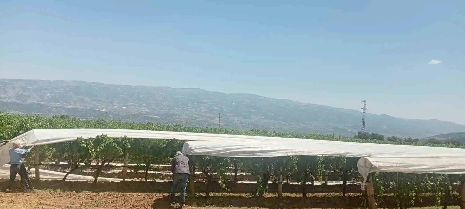Sarıgöl'de üzüm bağları için hummalı çalışma: Ovayı beyaz bir örtü kaplıyor