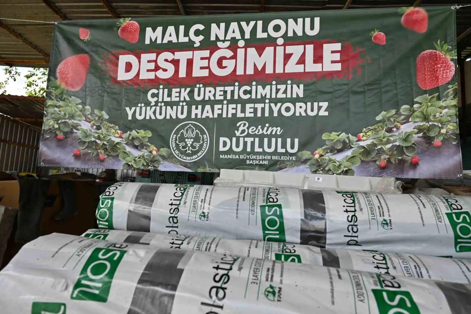 Manisa'da çilek üreticisinin yüzünü güldüren hamle: Yüzde 75'i belediyeden