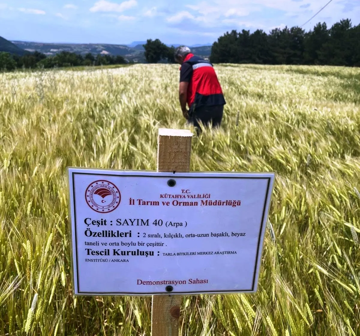 Simavlı çiftçinin hasat umudu tarlada filizleniyor: Arpa üretiminde kritik denetim