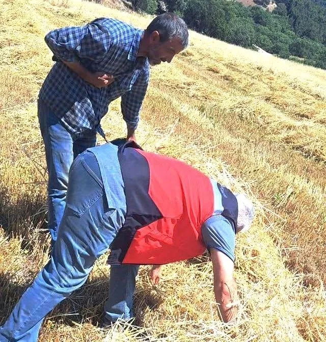 Gediz ovasında hasat mesaisi: Biçerdöverler denetimden geçti