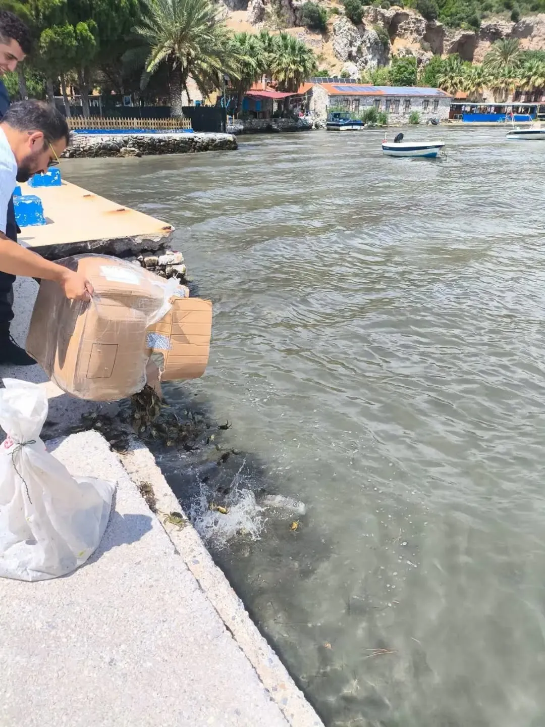 Söke’de kaçak yengeç operasyonu: Binlerce canlı doğaya geri döndü