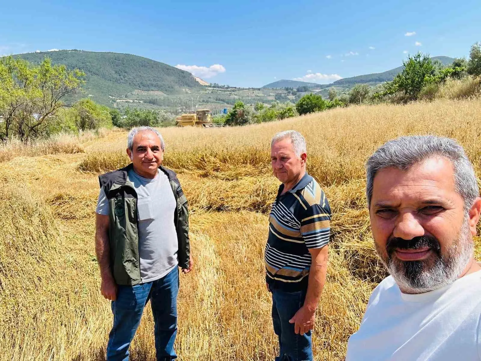 Menteşe ovasında hasat mesaisi: Biçerdöverlere yakın takip