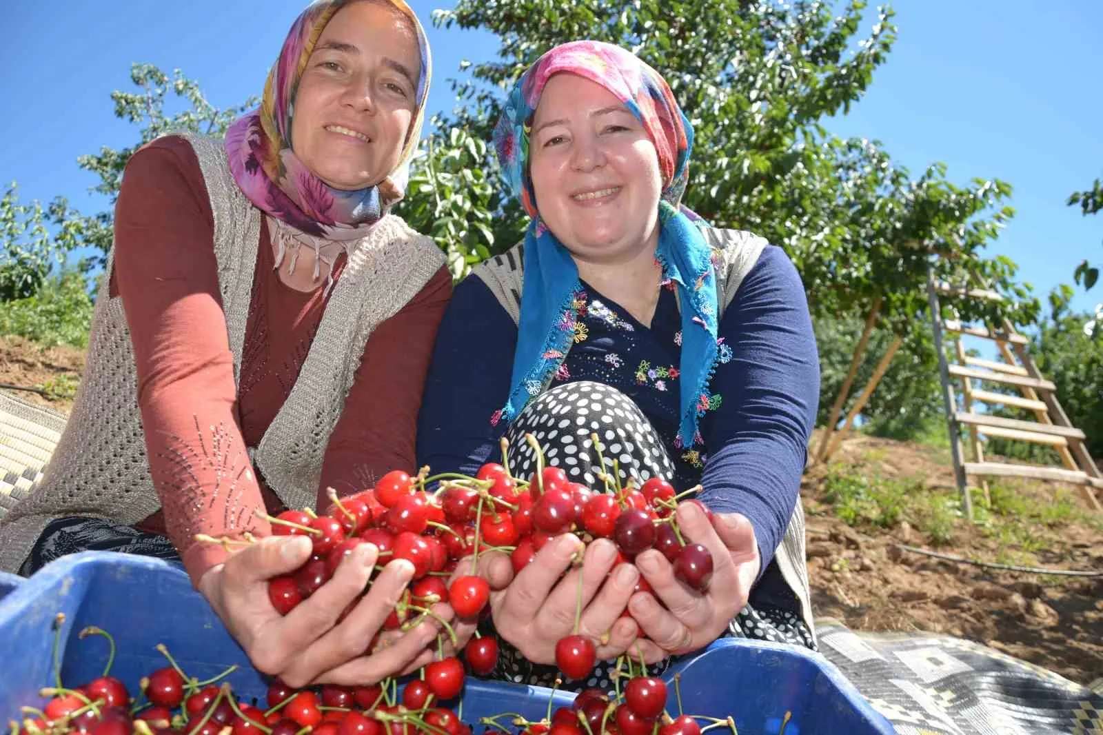 Manisa'da kiraz bereketi: İhracatın gözdesi Demirci'de hasat başladı