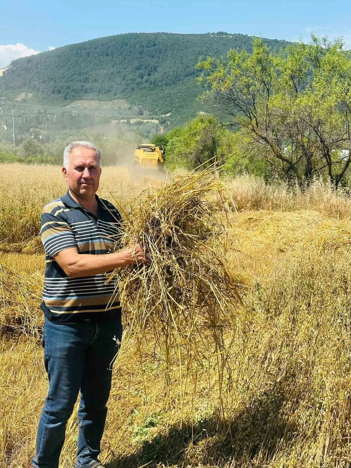 Menteşe ovasında hasat mesaisi: Biçerdöverlere yakın takip