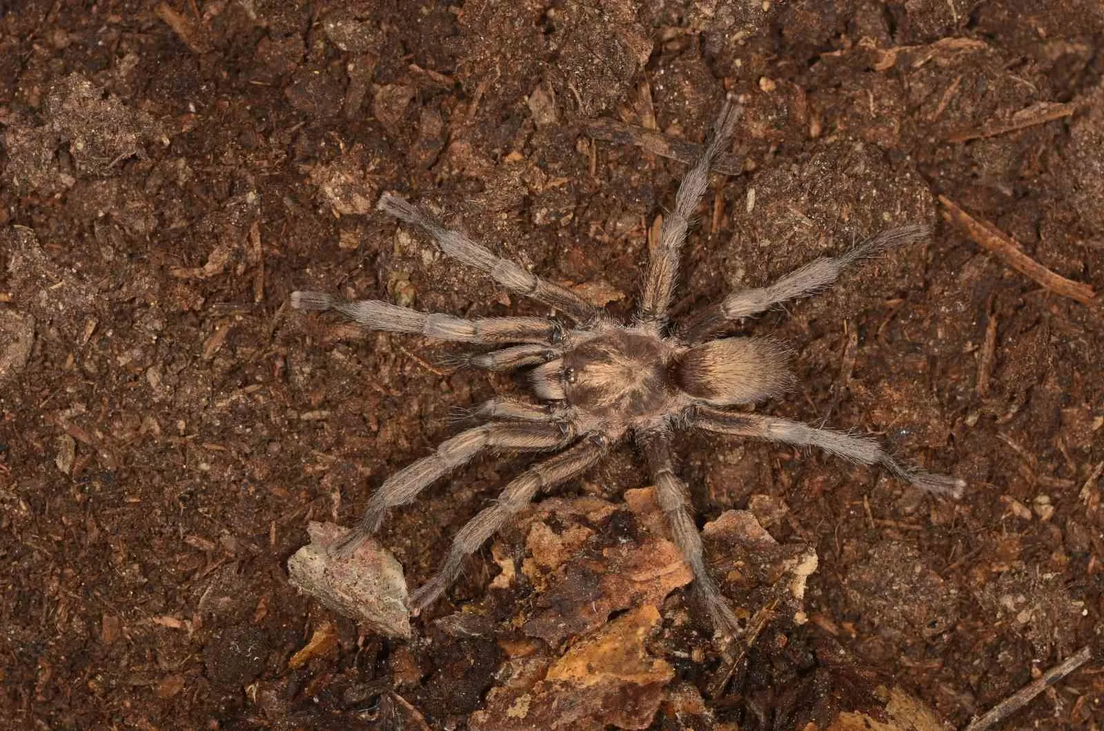 Müze rafında 34 yıl bekledi: Türkiye’nin tarantula haritası değişti