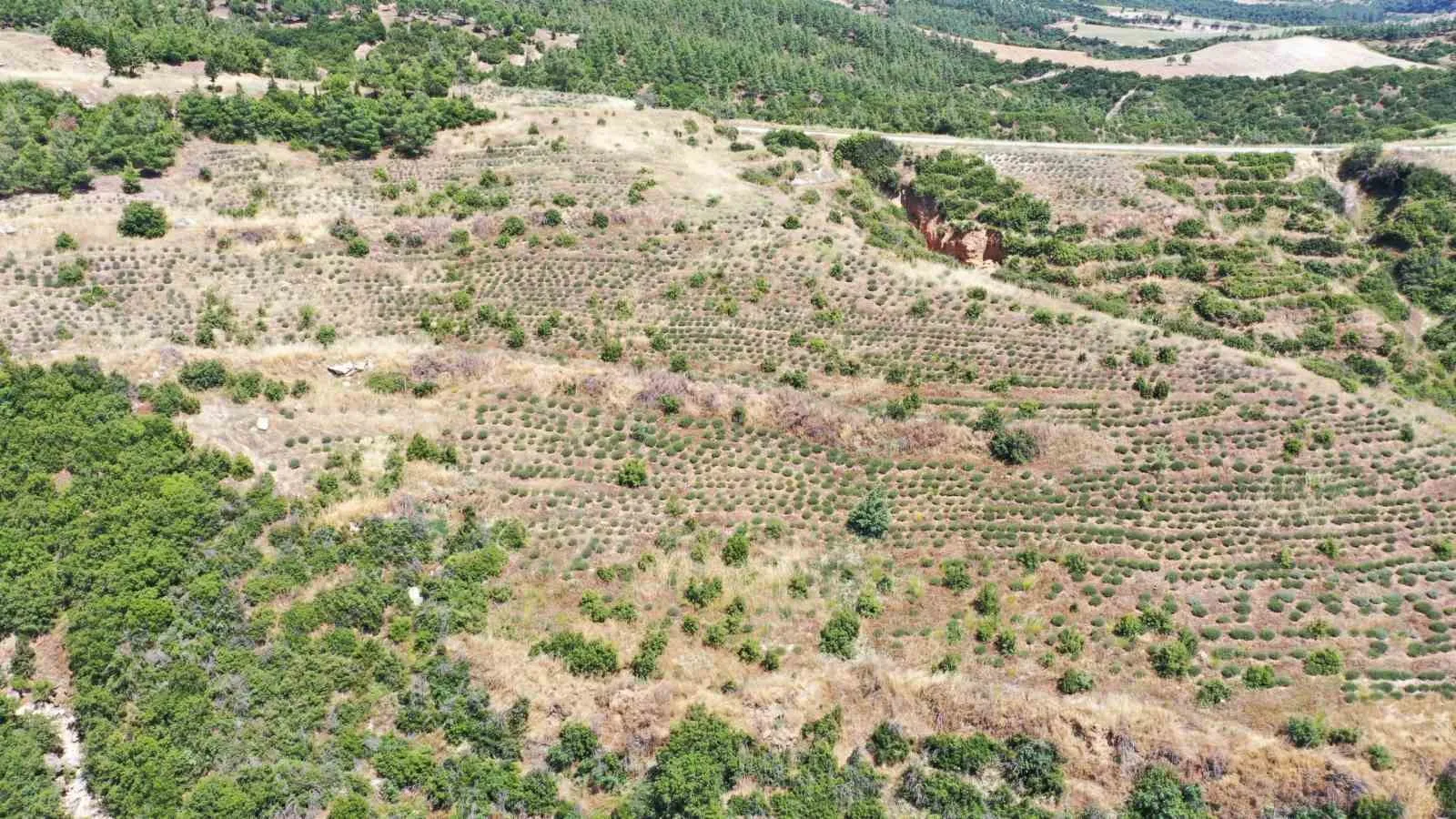 Küllerinden doğan orman arıcıların yeni adresi oldu: 44 hektarlık alanda bal bereketi